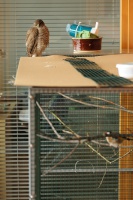 Krahujec obecný - Sparrowhawk